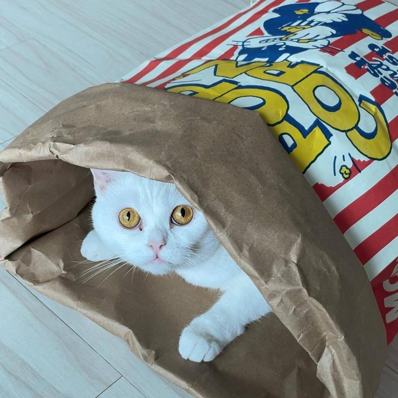 Popcorn Bag Cat Bed – Kraft Paper Style Nest - Image 4