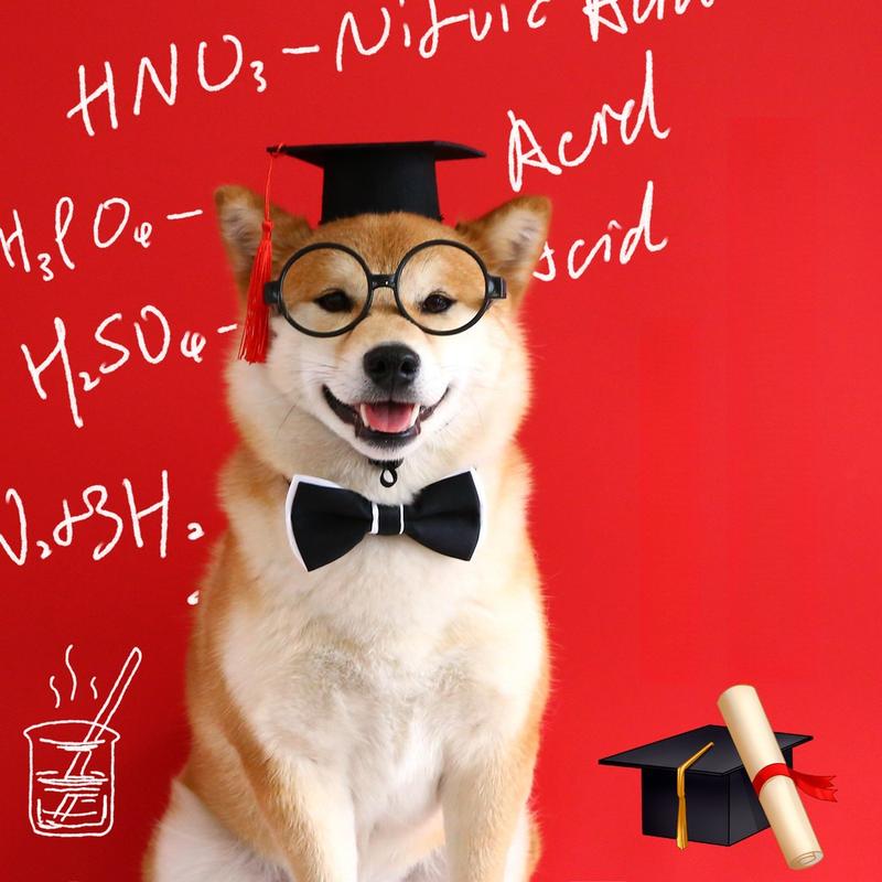 Graduation Cap Pet Hat – Red or Yellow Tassel - Image 3