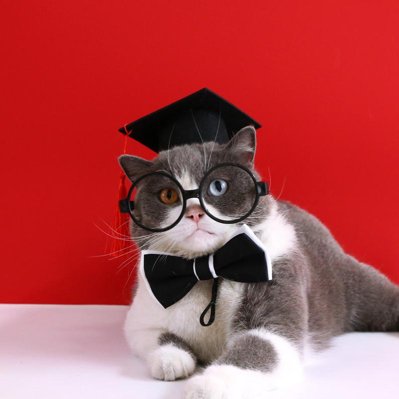 Graduation Cap Pet Hat – Red or Yellow Tassel - Image 4