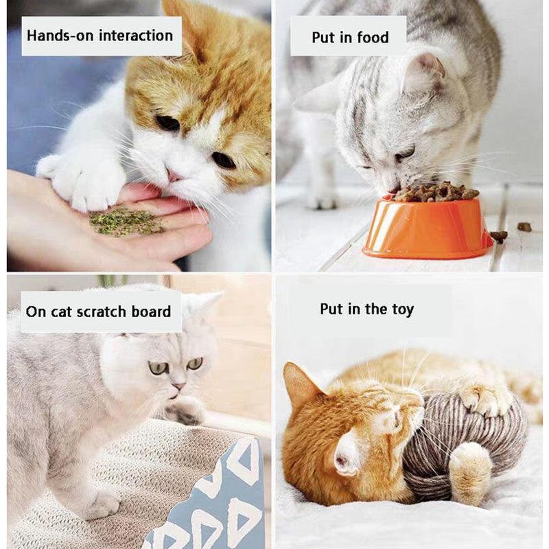 Catnip Chew Toys – 6 Designs, Teeth Cleaning - Image 7
