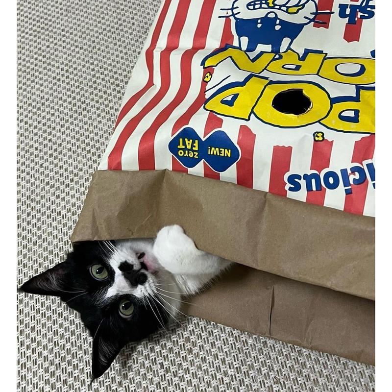 Popcorn Bag Cat Bed – Kraft Paper Style Nest - Image 8