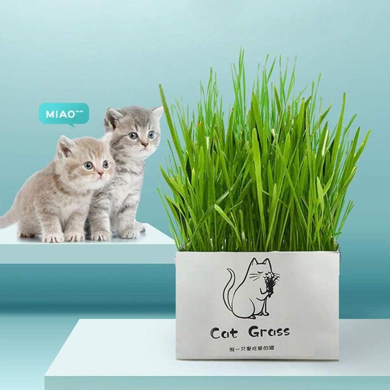 Grow-Your-Own Cat Grass Kit – Soilless Hydroponic Pack - Image 4