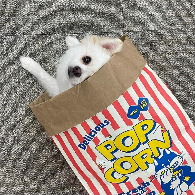 Popcorn Bag Cat Bed – Kraft Paper Style Nest - Image 6