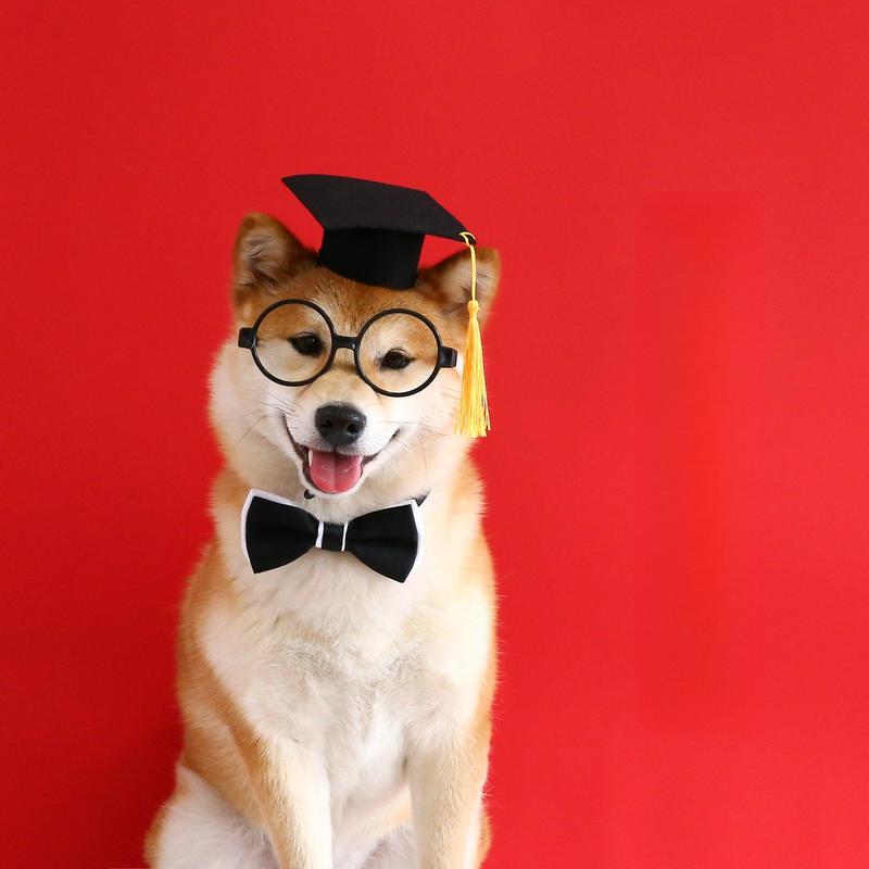 Graduation Cap Pet Hat – Red or Yellow Tassel - Image 7