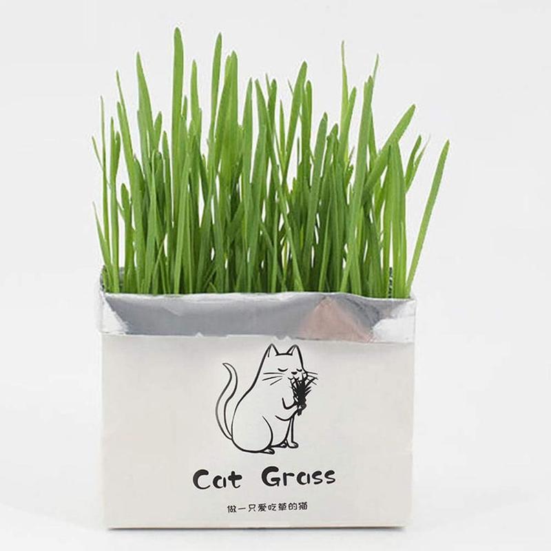 Grow-Your-Own Cat Grass Kit – Soilless Hydroponic Pack