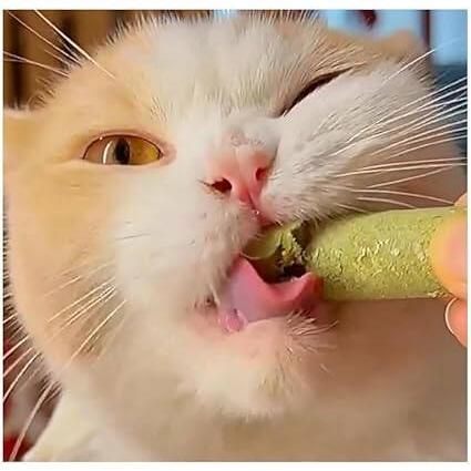 Freeze-Dried Cat Grass Sticks – Fish Oil or Vitamin - Image 6