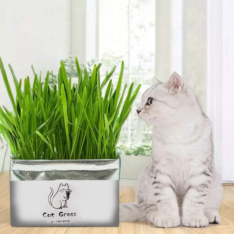Kit Rumput Kucing Tanam Sendiri – Pek Hidroponik Tanpa Tanah - Image 3