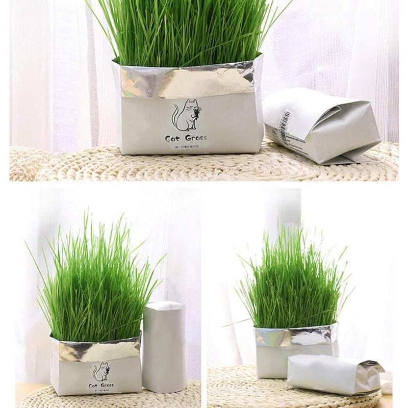Kit Rumput Kucing Tanam Sendiri – Pek Hidroponik Tanpa Tanah - Image 2