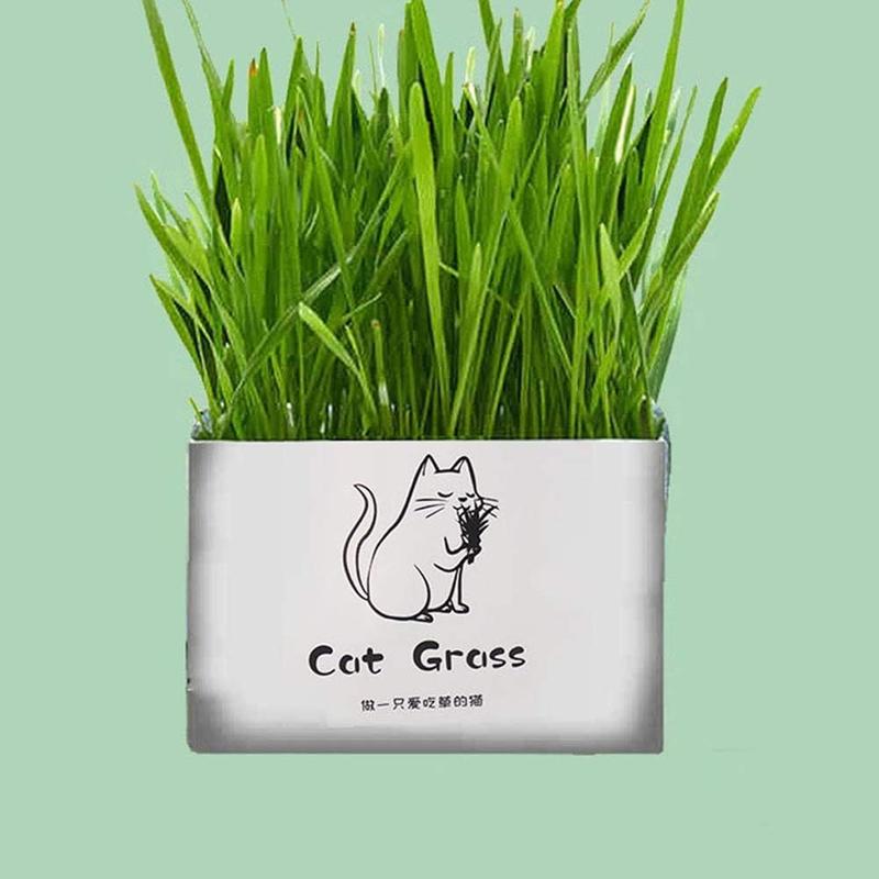 Kit Rumput Kucing Tanam Sendiri – Pek Hidroponik Tanpa Tanah - Image 5